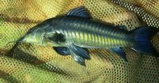 The Cascadoo or Cascadura is no ordinary fish. The Cascadoo or Cascadura is no ordinary fish.